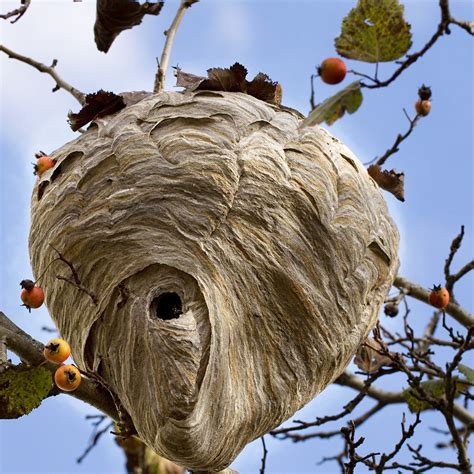 removal wasp nest